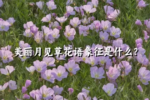 美丽月见草花语象征是什么？