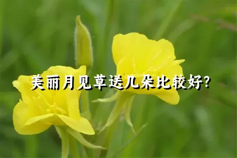 美丽月见草送几朵比较好？