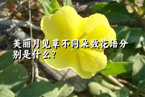 美丽月见草不同朵数花语分别是什么？