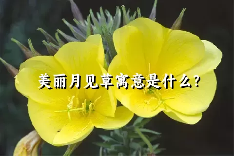美丽月见草寓意是什么？