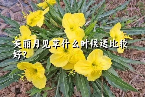 美丽月见草什么时候送比较好？