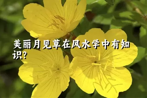 美丽月见草在风水学中有知识？