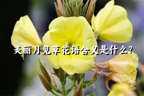 美丽月见草花语含义是什么？