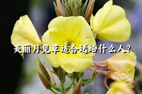 美丽月见草适合送给什么人？