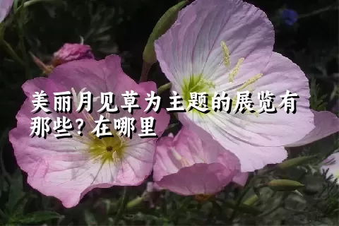 美丽月见草为主题的展览有那些？在哪里