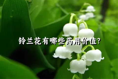 铃兰花有哪些药用价值？