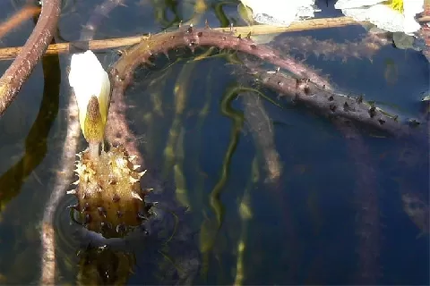 水车前