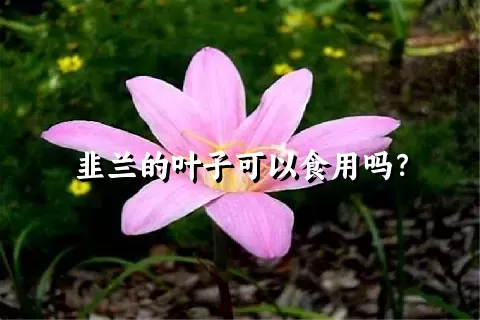 韭兰的叶子可以食用吗？