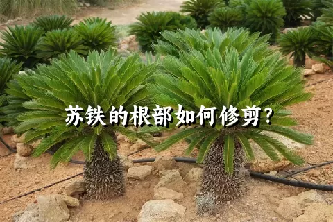 苏铁的根部如何修剪？