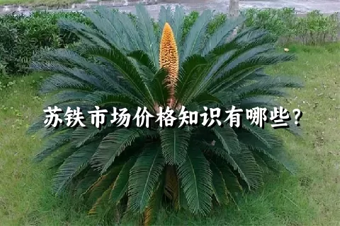 苏铁市场价格知识有哪些？