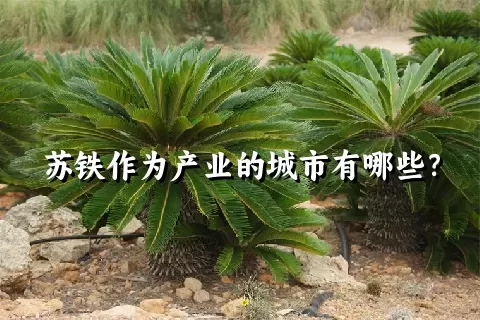苏铁作为产业的城市有哪些？