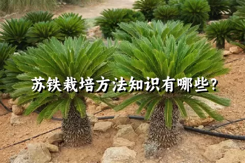 苏铁栽培方法知识有哪些？