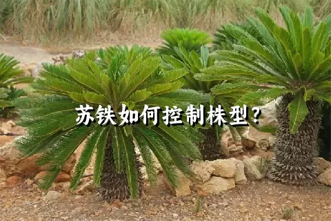 苏铁如何控制株型？