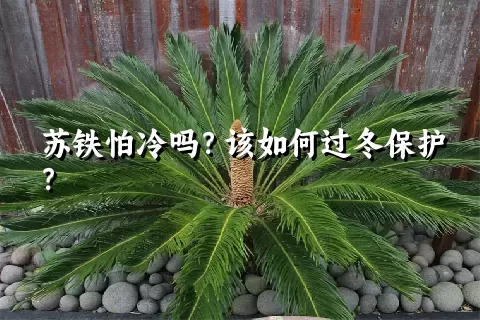 苏铁怕冷吗？该如何过冬保护？