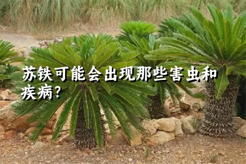 苏铁可能会出现那些害虫和疾病？