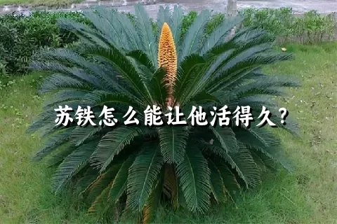 苏铁怎么能让他活得久？
