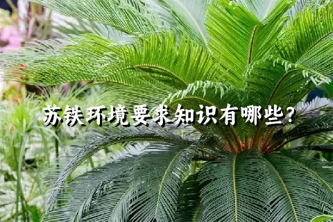 苏铁环境要求知识有哪些？