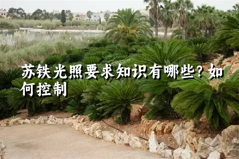 苏铁光照要求知识有哪些？如何控制
