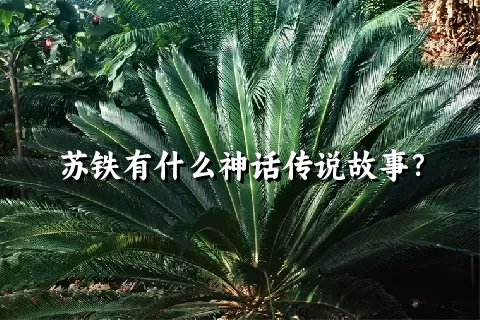 苏铁有什么神话传说故事？