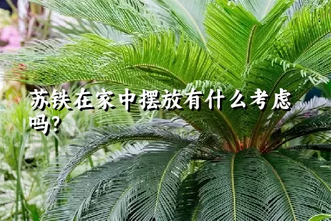 苏铁在家中摆放有什么考虑吗？