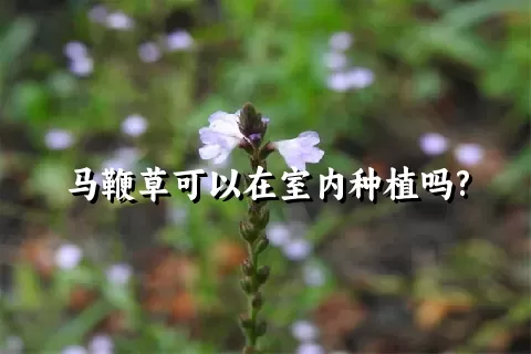 马鞭草可以在室内种植吗?