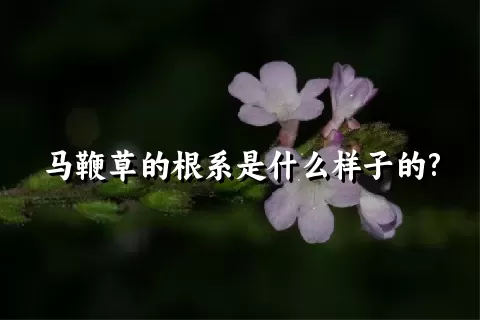 马鞭草的根系是什么样子的?