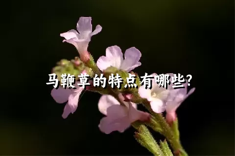 马鞭草的特点有哪些?