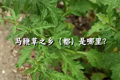 马鞭草之乡（都）是哪里？