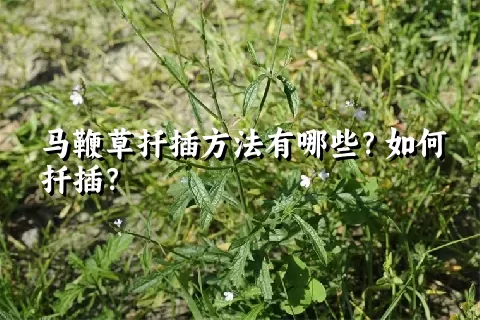 马鞭草扦插方法有哪些？如何扦插？