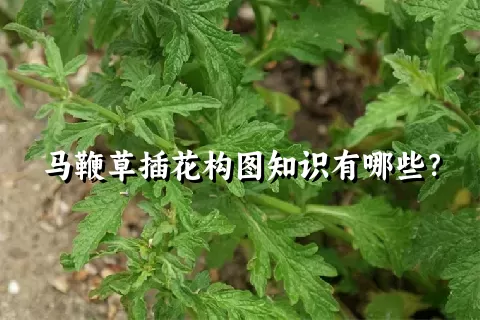 马鞭草插花构图知识有哪些？