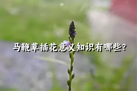 马鞭草插花意义知识有哪些？