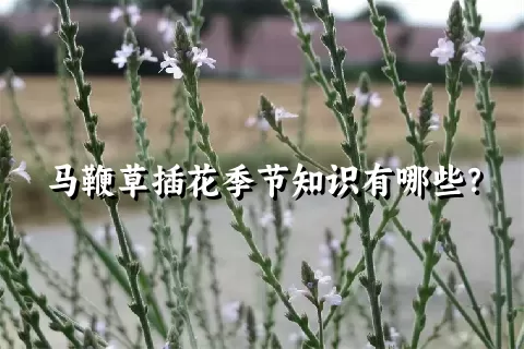 马鞭草插花季节知识有哪些？
