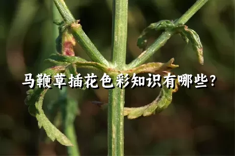 马鞭草插花色彩知识有哪些？