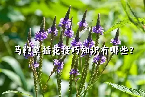 马鞭草插花技巧知识有哪些？