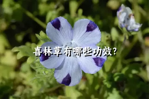 喜林草有哪些功效？