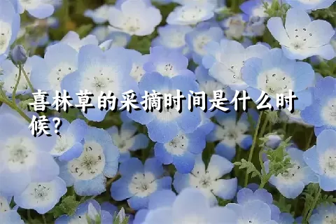 喜林草的采摘时间是什么时候？