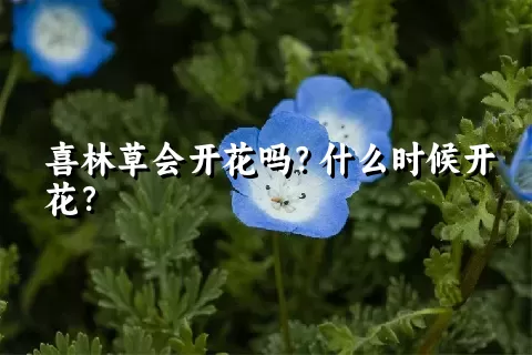 喜林草会开花吗？什么时候开花？