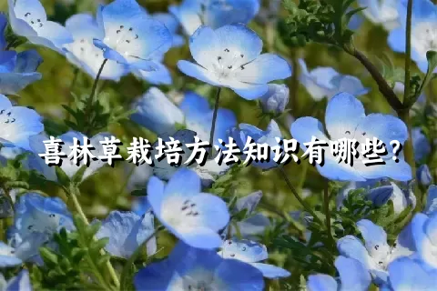 喜林草栽培方法知识有哪些？