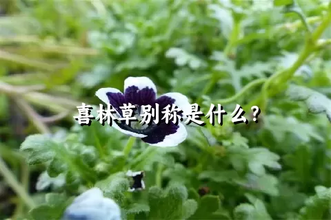 喜林草别称是什么？