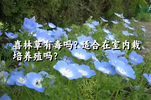 喜林草有毒吗？适合在室内栽培养殖吗？
