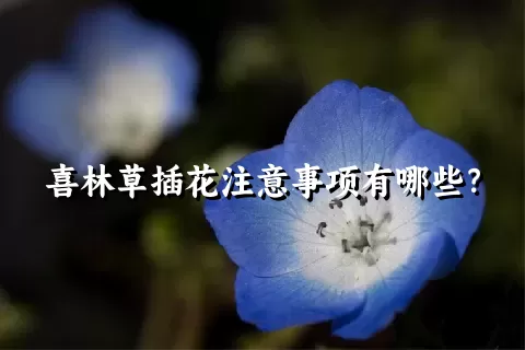 喜林草插花注意事项有哪些？
