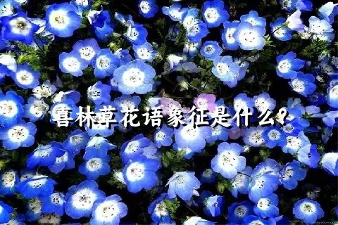 喜林草花语象征是什么？