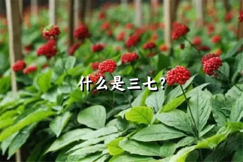 什么是三七？