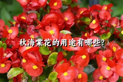 秋海棠花的用途有哪些？