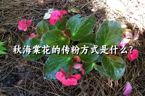 秋海棠花的传粉方式是什么？