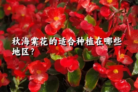 秋海棠花的适合种植在哪些地区？