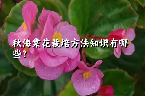 秋海棠花栽培方法知识有哪些？