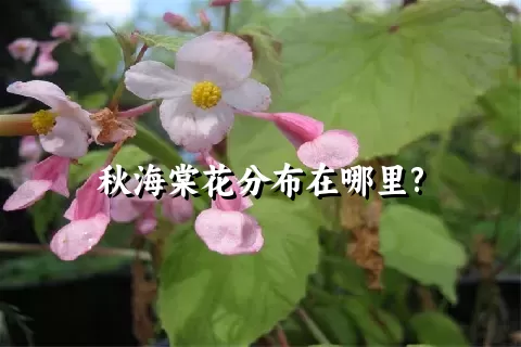 秋海棠花分布在哪里?