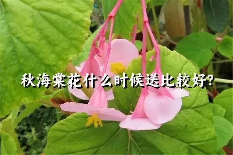 秋海棠花什么时候送比较好？