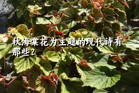 秋海棠花为主题的现代诗有那些？